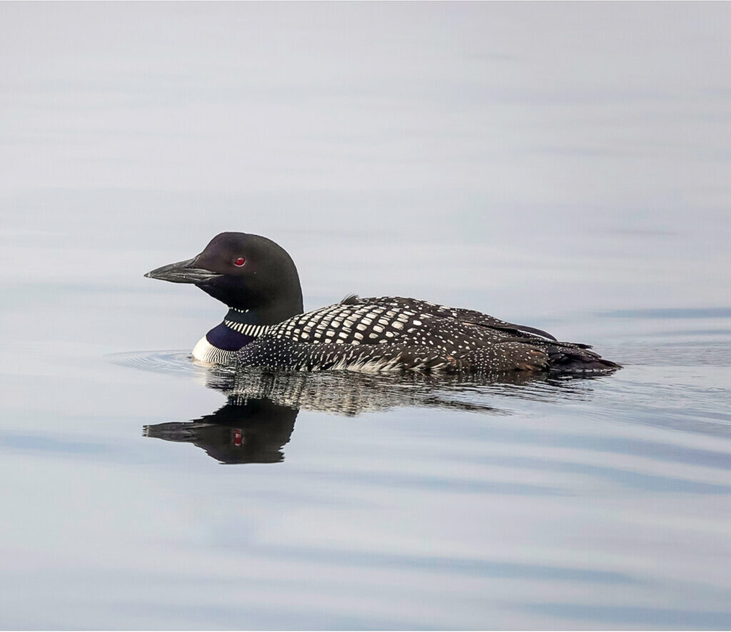 Loon Series 1-Serenity